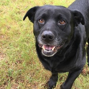 Meet your Posher, Levi